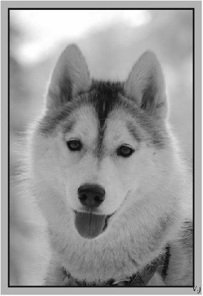 Freya Des garrigues du loup du canebas