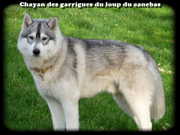 Chayann Des garrigues du loup du canebas