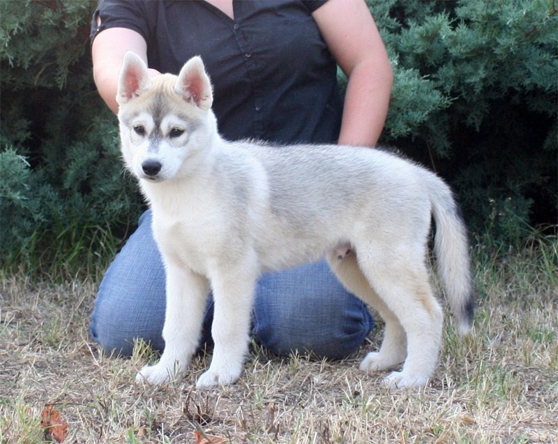 Champion Des garrigues du loup du canebas