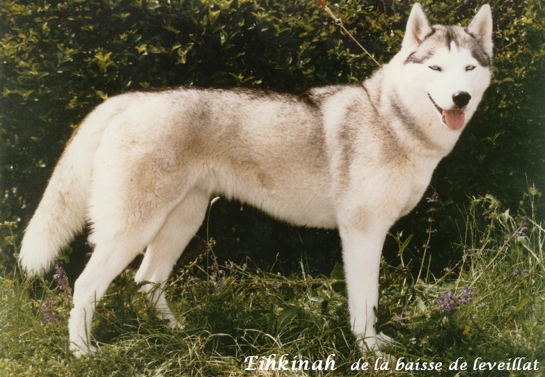 CH. Eihkinah De la baisse de leveillat